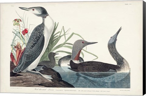 Framed Pl 202 Red-throated Diver Print