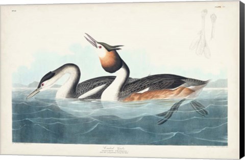 Framed Pl 292 Crested Grebe Print