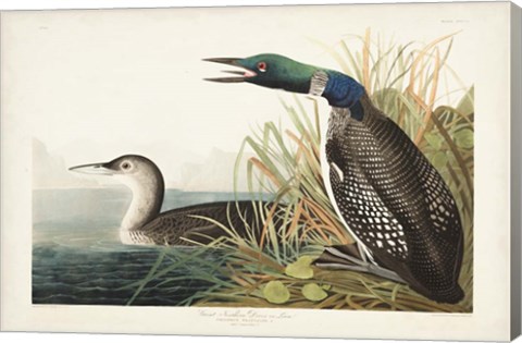 Framed Pl 306 Great Northern Diver or Loon Print