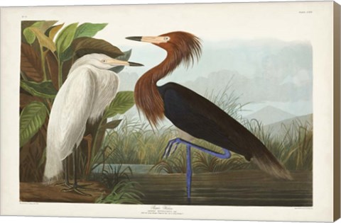 Framed Pl 256 Purple Heron Print