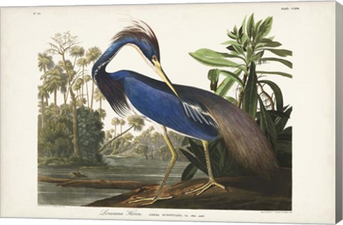 Framed Pl 217 Louisiana Heron Print