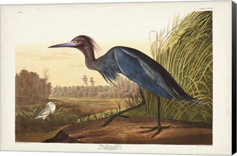 Framed Pl 307 Blue Crane or Heron Print