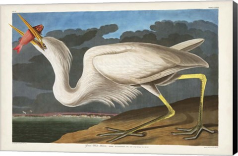 Framed Pl 281 Great White Heron Print