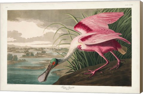 Framed Pl 321 Roseate Spoonbill Print