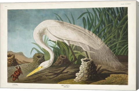 Framed Pl 386 White Heron Print