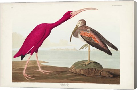 Framed Pl 397 Scarlet Ibis Print