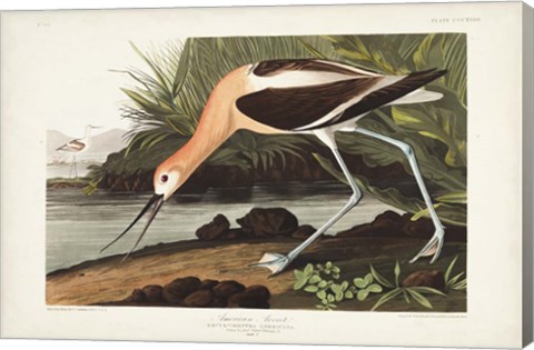 Framed Pl 318 American Avocet Print