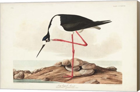 Framed Pl 328 Long- legged Avocet Print