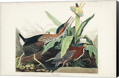 Framed Pl 333 Green Heron Print