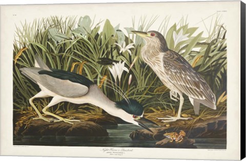 Framed Pl 236 Night Heron Print