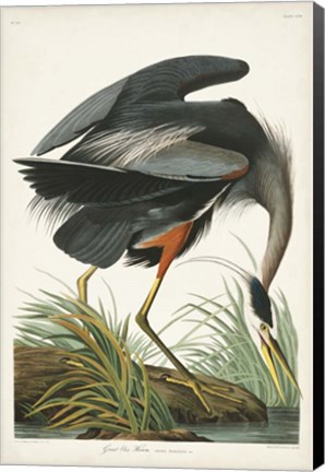 Framed Pl 211 Great Blue Heron Print