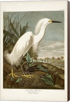 Framed Pl 242 Snowy Heron Print