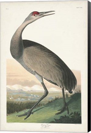 Framed Pl 261 Hooping Crane Print