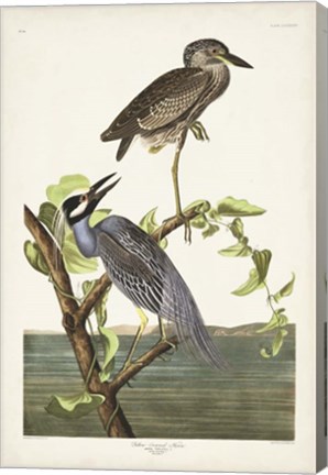 Framed Pl 336 Yellow-crowned Heron Print