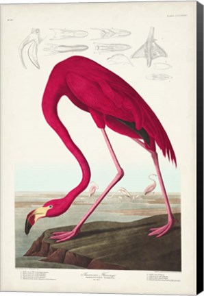 Framed Pl 431 American Flamingo Print