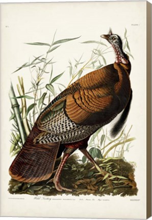 Framed Pl 1 Wild Turkey Print