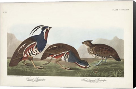 Framed Pl 423 Plummed Partridge Print