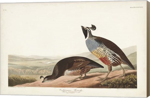 Framed Pl 413 Californian Partridge Print