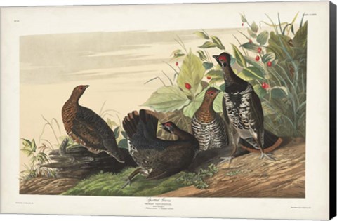 Framed Pl 176 Spotted Grouse Print