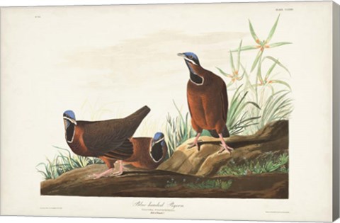 Framed Pl 172 Blue-headed Pigeon Print