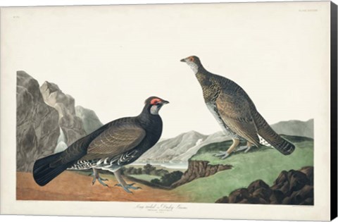 Framed Pl 361 Long-tailed or Dusky Grouse Print