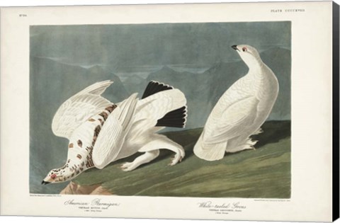 Framed Pl 418 American Ptarmigan Print