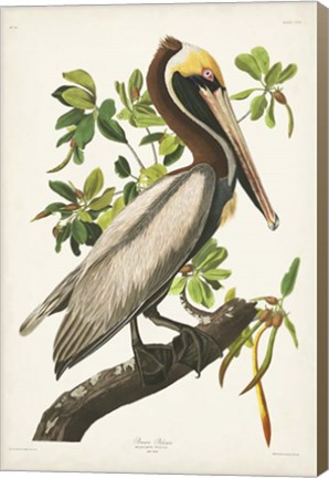 Framed Pl 251 Brown Pelican Print