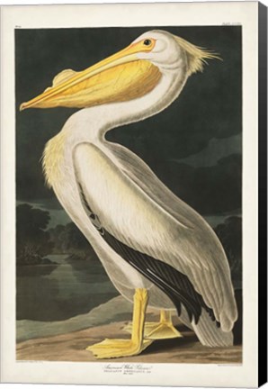 Framed Pl 311 American White Pelican Print