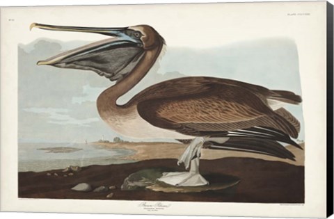 Framed Pl 421 Brown Pelican Print