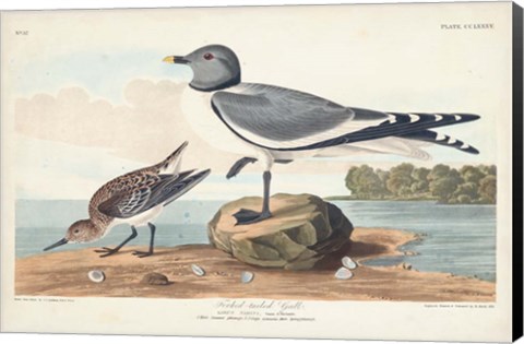 Framed Pl 285 Fork-tailed Gull Print