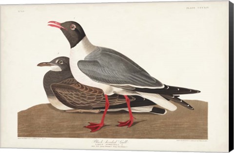 Framed Pl 314 Black-headed Gull Print