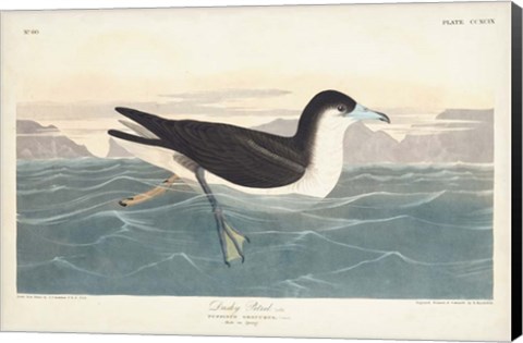 Framed Pl 299 Dusky Petrel Print