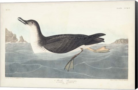 Framed Pl 295 Manks Shearwater Print