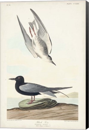 Framed Pl 280 Black Tern Print