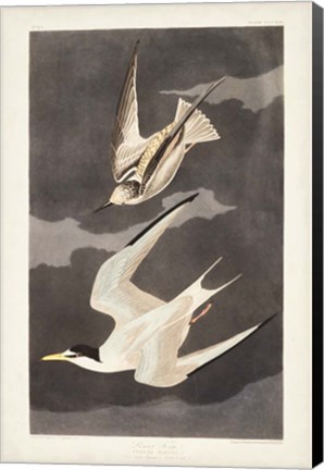 Framed Pl 319 Lesser Tern Print