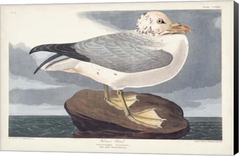 Framed Pl 264 Fulmar Petral Print