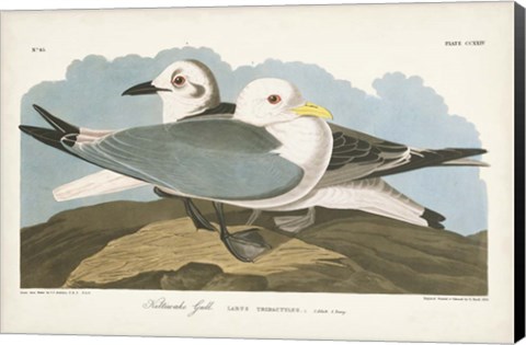 Framed Pl 224 Kittiwake Gull Print