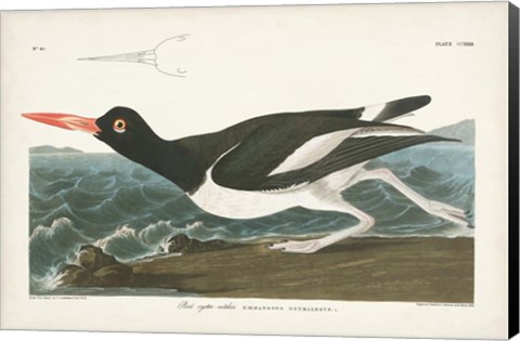 Framed Pl 223 Pied Oyster Catcher Print