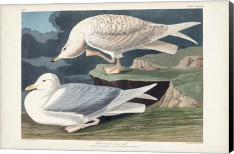 Framed Pl 282 White-winged Silvery Gull Print