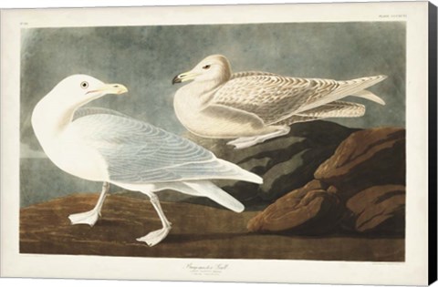 Framed Pl 396 Burgomaster Gull Print