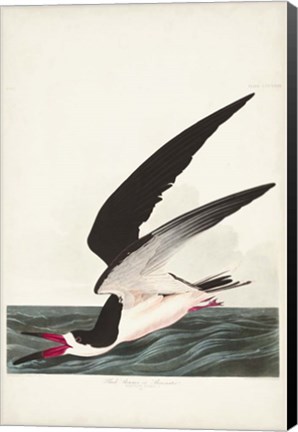 Framed Pl 323 Black Skimmer or Shearwater Print