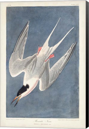 Framed Pl 240 Roseate Tern Print