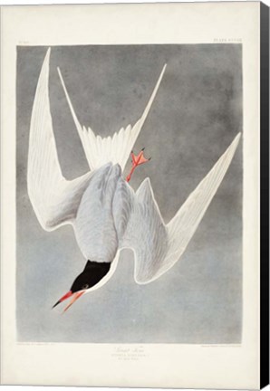 Framed Pl 309 Great Tern Print