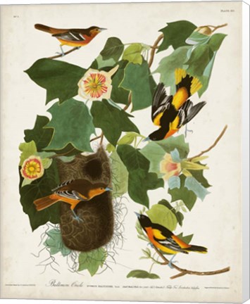 Framed Pl 12 Baltimore Oriole Print