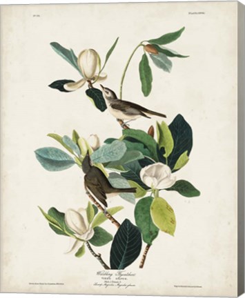 Framed Pl 118 Warbling Flycatcher Print