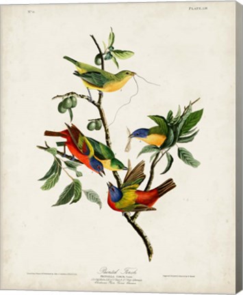 Framed Pl 53 Painted Finch Print
