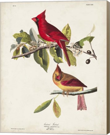 Framed Pl 158 Cardinal Grosbeak Print