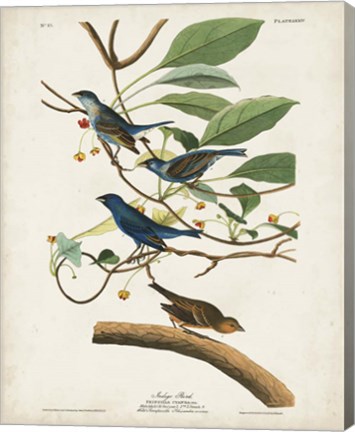 Framed Pl 74 Indigo Bird Print