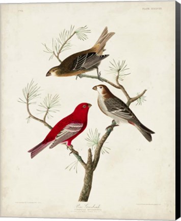 Framed Pl 358 Pine Grosbeak Print