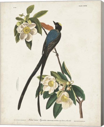 Framed Pl 168 Fork-tailed Flycatcher Print